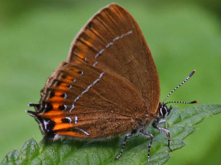 Pflaumen-Zipfelfalter Satyrium pruni Black Hairstreak 