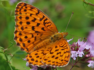 Oberseite Brombeer-Perlmutterfalter   Marbled Fritillary   Brenthis daphne