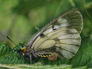 Schwarzer Apollo  Parnassius mnemosyne Clouded Apollo
