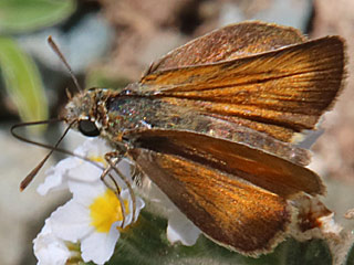 Mattscheckiger Braun-Dickkopffalter Thymelicus acteon Lulworth Skipper