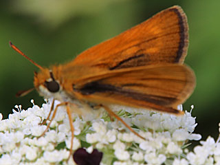 Mattscheckiger Braun-Dickkopffalter Thymelicus acteon Lulworth Skipper