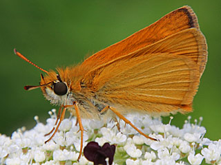 Mattscheckiger Braun-Dickkopffalter Thymelicus acteon Lulworth Skipper