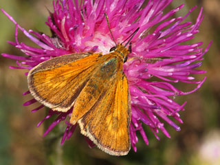 Mattscheckiger Braun-Dickkopffalter Thymelicus acteon Lulworth Skipper