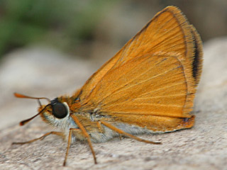 Mattscheckiger Braun-Dickkopffalter Thymelicus acteon Lulworth Skipper