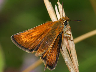 Mattscheckiger Braun-Dickkopffalter Thymelicus acteon Lulworth Skipper