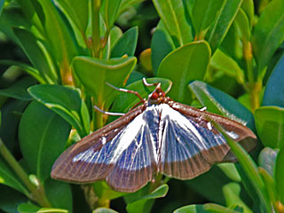 Cydalima perspectalis  Buchsbaum-Znsler