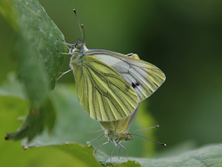 Paarung Rapsweiling Pieris napi Green-veined White