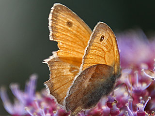 Coenonympha pamphilus  Kleines Wiesenvgelchen Small Heath