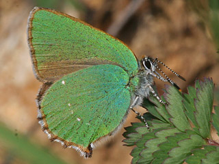 Grner Zipfelfalter Callophrys rubi Green Hairstreak