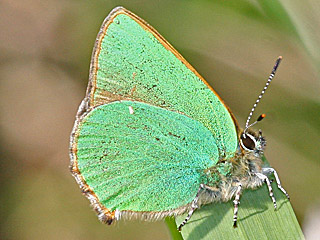 Grner Zipfelfalter Callophrys rubi Green Hairstreak