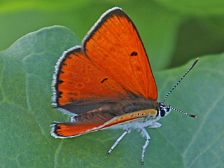 Groer Feuerfalter Lycaena dispar Large Copper