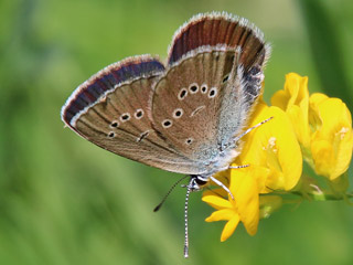 Rotklee-Bluling Violetter Wald-Bluling Polyommatus semiargus Mazarine Blue