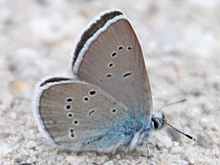 Rotklee-Bluling Violetter Wald-Bluling Polyommatus semiargus Mazarine Blue