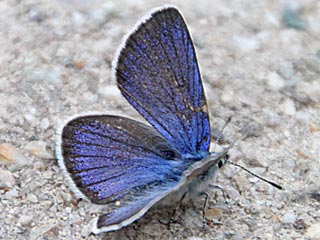 Rotklee-Bluling Violetter Wald-Bluling Polyommatus semiargus Mazarine Blue