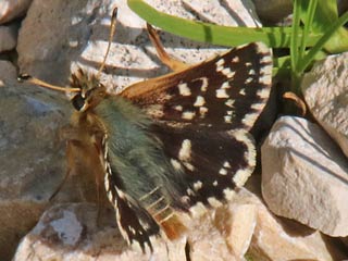 Roter Wrfel-Dickkopffalter  Spialia sertorius   Red Underwing Skipper