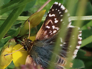Roter Wrfel-Dickkopffalter   Spialia sertorius   Red Underwing Skipper (30546 Byte)