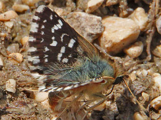Roter Wrfel-Dickkopffalter  Spialia sertorius   Red Underwing Skipper