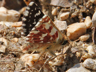 Roter Wrfel-Dickkopffalter  Spialia sertorius   Red Underwing Skipper