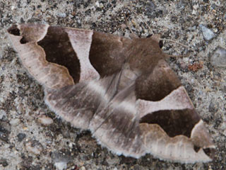 Dysgonia algira The Passenger