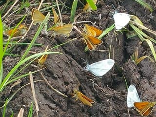 Schwarzkolbiger Braun-Dickkopffalter Thymelicus lineola Essex Skipper (10889 Byte)