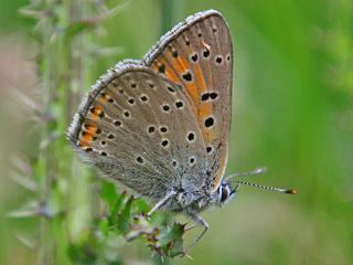 Mnnchen Lilagold-Feuerfalfter   Lycaena hippothoe  Purple-edged Copper (24085 Byte)