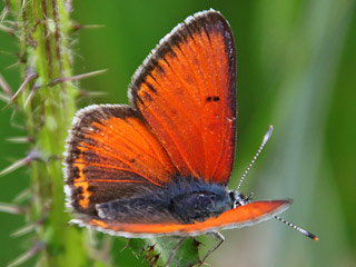 Mnnchen Lilagold-Feuerfalfter   Lycaena hippothoe  Purple-edged Copper (24085 Byte)