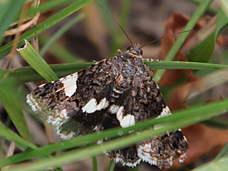 Tyta luctuosa Ackerwinden-Trauereule Four-Spotted