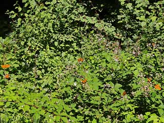 Kaisermantel Argynnis paphia Silver-washed Fritillary 