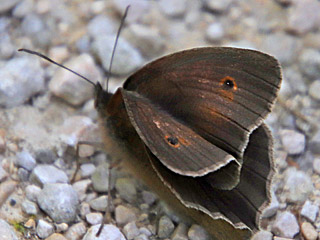 Groes Ochsenauge Maniola jurtina Meadow Brown