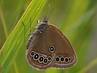 Moor-Wiesenvgelchen Coenonympha oedippus False Ringlet