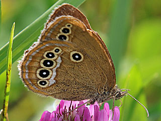 Moor-Wiesenvgelchen Coenonympha oedippus False Ringlet