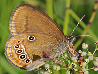 Moor-Wiesenvgelchen Coenonympha oedippus False Ringlet