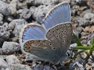 Polyommatus eros  Eros-Bläuling  Eros Blue