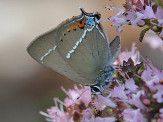 Kreuzdorn-Zipfelfalter Satyrium spini Blue-spot Hairstreak