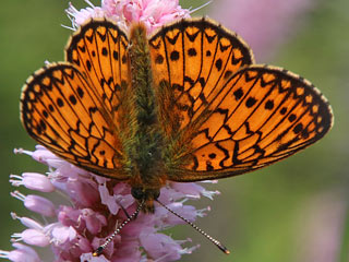 Randring-Perlmutterfalter Boloria (Proclossiana) eunomia Bog Fritillary