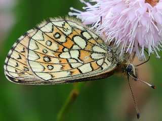 Randring-Perlmutterfalter Boloria (Proclossiana) eunomia Bog Fritillary