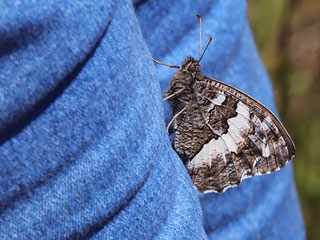 Weier Waldportier Aulocera (Brintesia) circe Great Banded Grayling