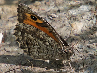 Rostbinde, Ockerbindiger Samtfalter Hipparchia semele Grayling