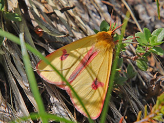 Rotrand-Br Diacrisia sannio Clouded Buff