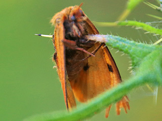 Rotrand-Br Diacrisia sannio Clouded Buff