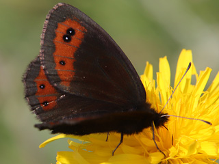 Erebia montana Marbled Ringlet  Marmorierter Mohrenfalter