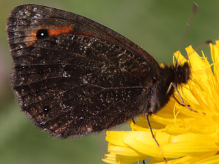 Erebia montana Marbled Ringlet  Marmorierter Mohrenfalter