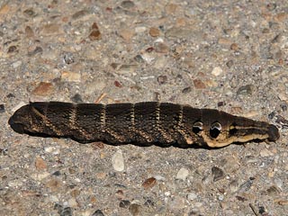 Braune Raupe Mittlerer Weinschwrmer Elephant Hawk-moth Deilephila elpenor (20734 Byte)