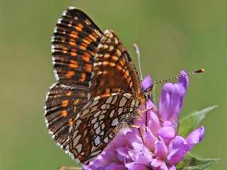 Baldrian-Scheckenfalter Silber-Scheckenfalter Melitaea diamina False Heath Fritillary