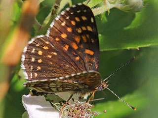 Baldrian-Scheckenfalter Silber-Scheckenfalter Melitaea diamina False Heath Fritillary