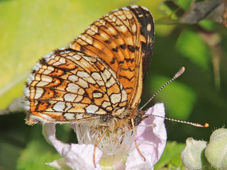Baldrian-Scheckenfalter Silber-Scheckenfalter Melitaea diamina False Heath Fritillary