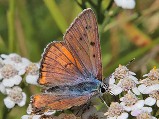 Violetter Feuerfalter Lycaena alciphron Purple-Shot Copper