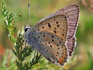 Violetter Feuerfalter Lycaena alciphron Purple-Shot Copper