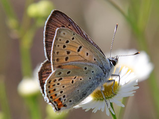 Violetter Feuerfalter Lycaena alciphron Purple-Shot Copper