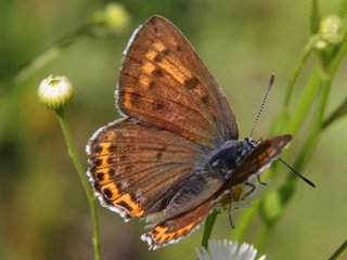 Violetter Feuerfalter Lycaena alciphron Purple-Shot Copper